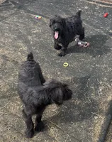 Rosie, a female Standard Schnauzer for sale in Lincoln, KS – 4 of 8