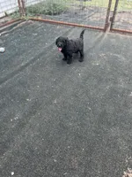 WHDL, a female Soft Coated Wheaten Terrier and Whoodle for sale in Lincoln, KS – Photo 3 of 4