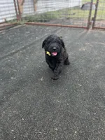 WHDL, a female Soft Coated Wheaten Terrier and Whoodle for sale in Lincoln, KS – Photo 1 of 4
