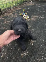 WHDL, a female Soft Coated Wheaten Terrier and Whoodle for sale in Lincoln, KS – Photo 2 of 4