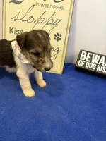 Camie , a female Wire Fox Terrier for sale in Lincoln, KS – 5 of 5