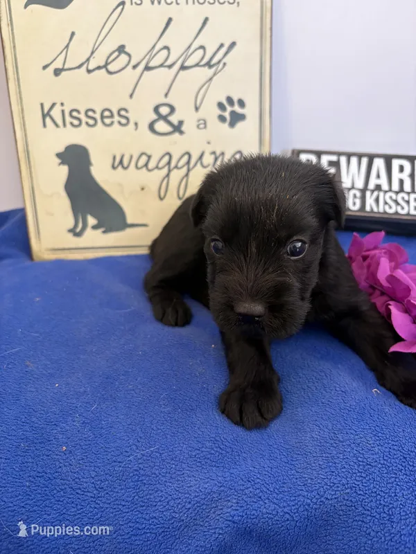 River  – Standard Schnauzer puppy for sale in Lincoln, KS