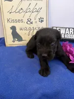 River , a male Standard Schnauzer for sale in Lincoln, KS – 1 of 4