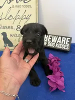 River , a male Standard Schnauzer for sale in Lincoln, KS – 2 of 4
