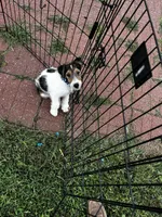 Gypsy, a female Wire Fox Terrier for sale in Lincoln, KS – Photo 2 of 4