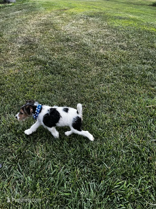Gypsy, a female Wire Fox Terrier for sale in Lincoln, KS – Photo 1 of 4