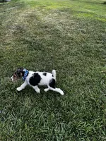 Gypsy, a female Wire Fox Terrier for sale in Lincoln, KS – Photo 1 of 4