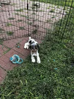 Gypsy, a female Wire Fox Terrier for sale in Lincoln, KS – Photo 3 of 4