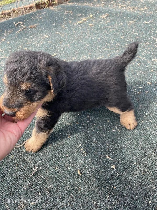 Expecting!! , a  Welsh Terrier for sale in Lincoln, KS – Photo 1 of 3