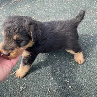Expecting!! , a  Welsh Terrier for sale in Lincoln, KS – Photo 1 of 3