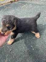 Expecting!! , a  Welsh Terrier for sale in Lincoln, KS – Photo 1 of 3