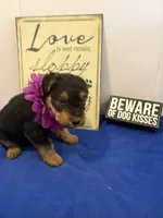 Jax, a male Welsh Terrier for sale in Lincoln, KS – Photo 2 of 5