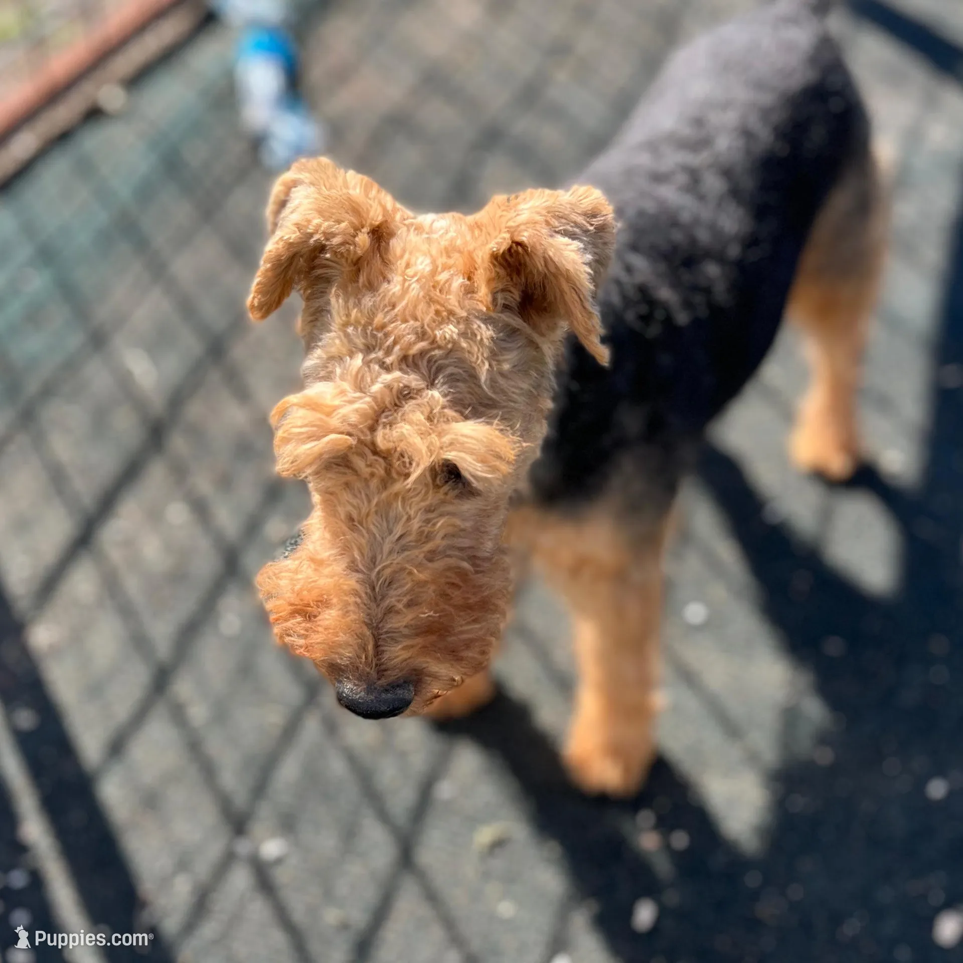 Expecting!! , a  Welsh Terrier for sale in Lincoln, KS – Photo 2 of 3