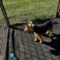 Expecting!! , a  Welsh Terrier for sale in Lincoln, KS – Photo 3 of 3
