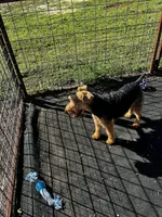 Expecting!! , a  Welsh Terrier for sale in Lincoln, KS – Photo 3 of 3