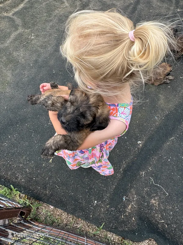 Sage – Soft Coated Wheaten Terrier, Whoodle puppy for sale in Lincoln, KS