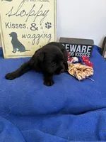 Rosie, a female Standard Schnauzer for sale in Lincoln, KS – 3 of 4