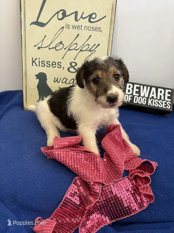 Crystal  – Wire Fox Terrier puppy for sale in Lincoln, KS