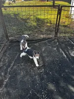 Stella, a female Wire Fox Terrier for sale in Lincoln, KS – Photo 3 of 3