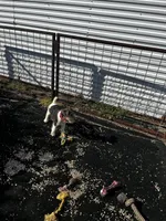 Stella, a female Wire Fox Terrier for sale in Lincoln, KS – Photo 2 of 3