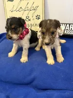 Callie , a female Wire Fox Terrier for sale in Lincoln, KS – 3 of 4
