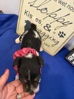 Callie , a female Wire Fox Terrier for sale in Lincoln, KS – 2 of 4