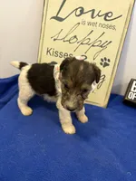 Camie , a female Wire Fox Terrier for sale in Lincoln, KS – 4 of 5