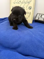 Rigs, a male Standard Schnauzer for sale in Lincoln, KS – 2 of 2
