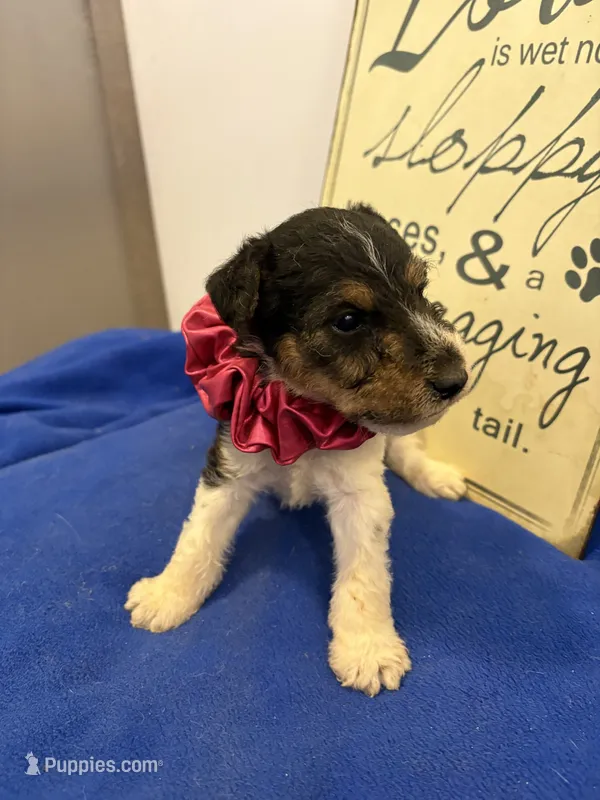 Callie  – Wire Fox Terrier puppy for sale in Lincoln, KS