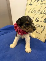 Callie , a female Wire Fox Terrier for sale in Lincoln, KS – 1 of 4