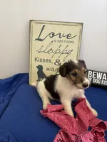 Crystal , a female Wire Fox Terrier for sale in Lincoln, KS – 2 of 9