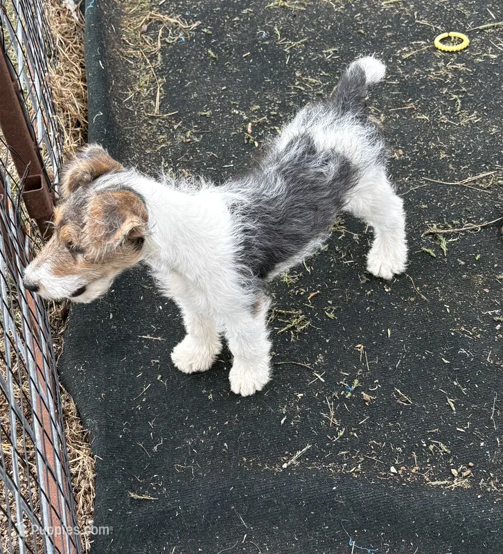 Crystal – Wire Fox Terrier puppy for sale in Lincoln, KS