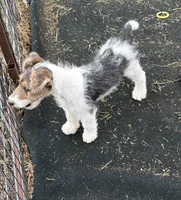 Crystal, a female Wire Fox Terrier for sale in Lincoln, KS – 1 of 9