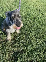 Coming soon!, a  Standard Schnauzer for sale in Lincoln, KS – 6 of 6