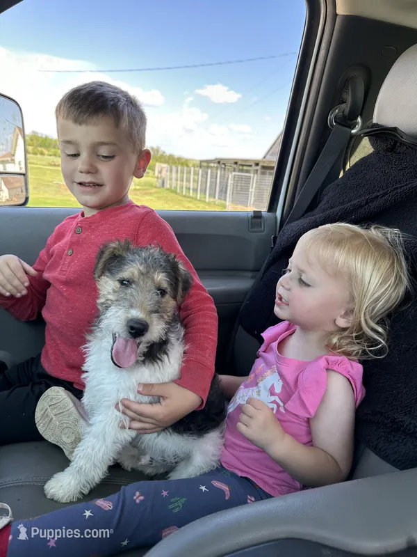 Ollie, a male Wire Fox Terrier for sale in Lincoln, KS – Photo 1 of 5