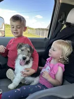 Ollie, a male Wire Fox Terrier for sale in Lincoln, KS – Photo 1 of 5