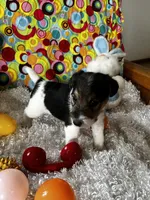 Ollie, a male Wire Fox Terrier for sale in Lincoln, KS – Photo 4 of 5