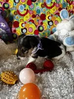 Ollie, a male Wire Fox Terrier for sale in Lincoln, KS – Photo 3 of 5