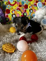 Ollie, a male Wire Fox Terrier for sale in Lincoln, KS – Photo 5 of 5