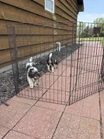 Ollie, a male Wire Fox Terrier for sale in Lincoln, KS – Photo 2 of 5