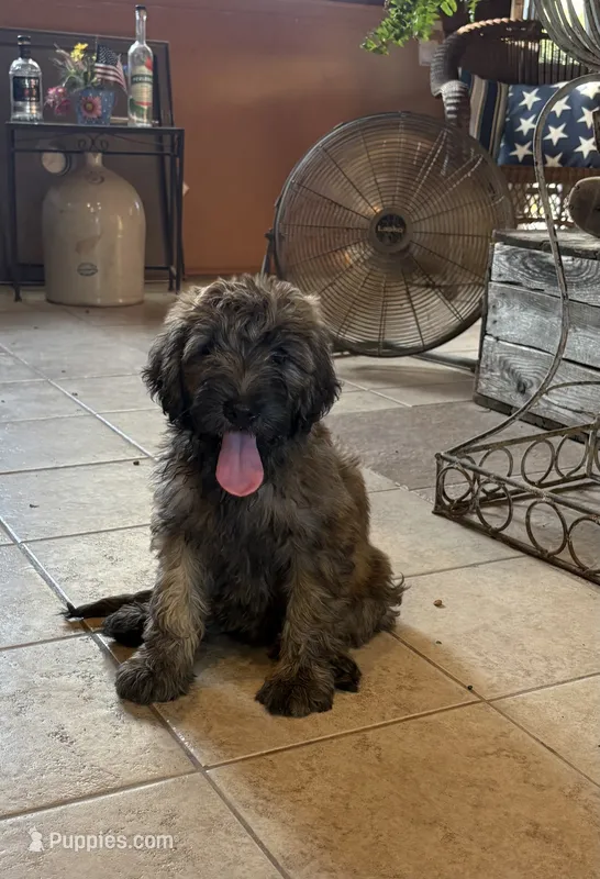 DeDe – Soft Coated Wheaten Terrier, Whoodle puppy for sale in Lincoln, KS