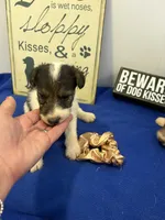 Crystal , a female Wire Fox Terrier for sale in Lincoln, KS – 2 of 5