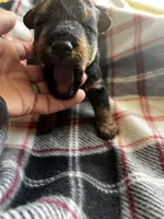 Rhett, a male Welsh Terrier for sale in Lincoln, KS – Photo 2 of 2