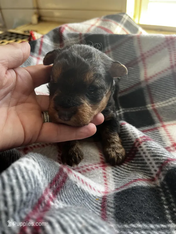 Rhett, a male Welsh Terrier for sale in Lincoln, KS – Photo 1 of 2