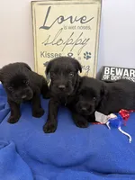River , a male Standard Schnauzer for sale in Lincoln, KS – 4 of 4