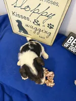 Crystal , a female Wire Fox Terrier for sale in Lincoln, KS – 3 of 5