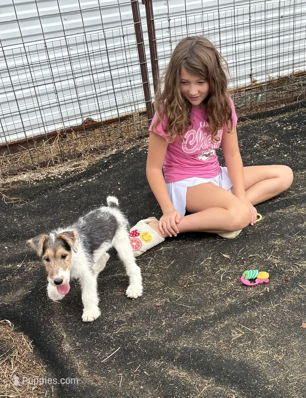 Crystal – Wire Fox Terrier puppy for sale in Lincoln, KS