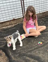 Crystal, a female Wire Fox Terrier for sale in Lincoln, KS – 2 of 9
