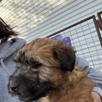 Paisley, a female Soft Coated Wheaten Terrier for sale in Lincoln, KS – Photo 2 of 3
