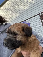 Paisley, a female Soft Coated Wheaten Terrier for sale in Lincoln, KS – Photo 2 of 3